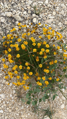 Parralena