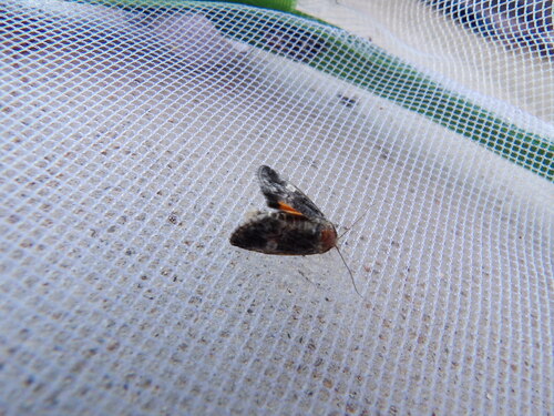 Copanarta aurea