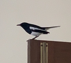 Copsychus saularis