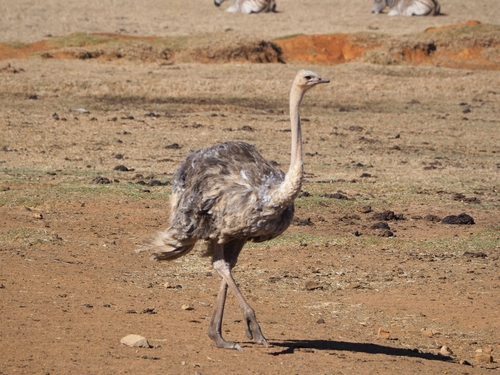 Common Ostrich