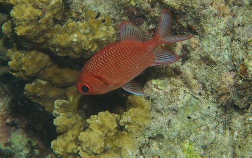 Myripristis hexagona observed 2026-07-13