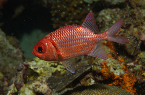 Blacktip soldierfish (Myripristis hexagona) — Holocentridae — 2