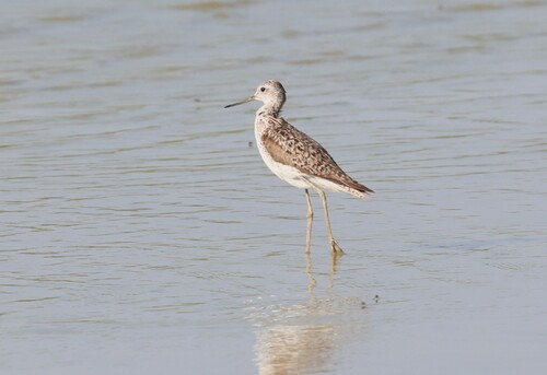 iNaturalist image
