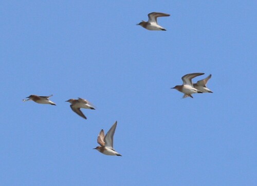 iNaturalist image