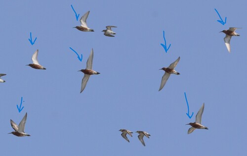 iNaturalist image