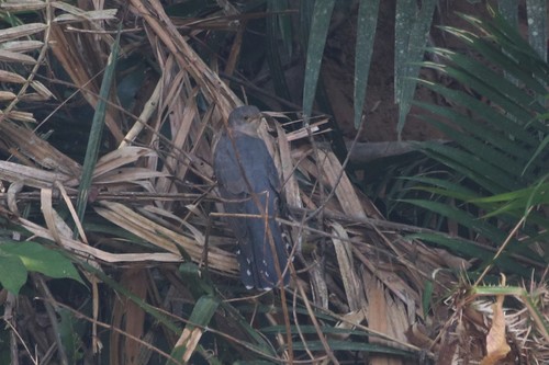 Himalayan Cuckoo (Cuculus saturatus), photo 8