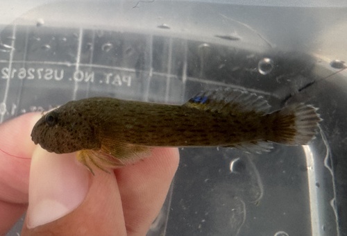 Mottled clingfish (Gobiesox daedaleus) — Gobiesocidae