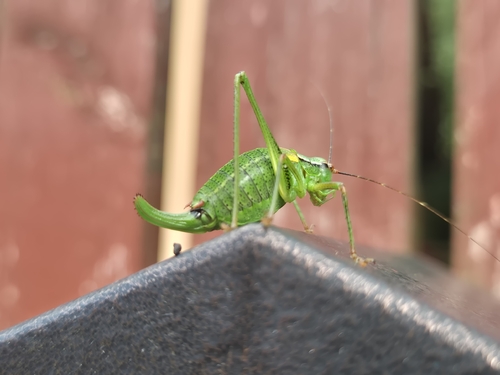 Eastern Saw-tailed Bush-cricket