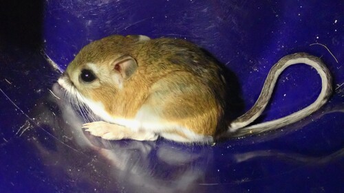 Panamint Kangaroo Rat
