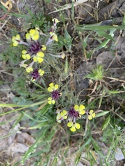 Triphysaria eriantha
