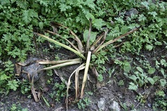 Eremurus robustus, photograph (c) Dr. Alexey Yakovlev, some rights reserved (CC BY)