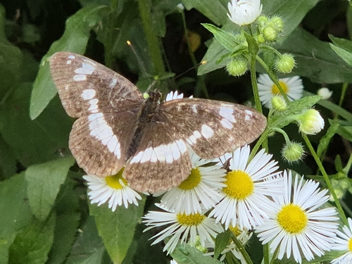 Eurasian White Admiral