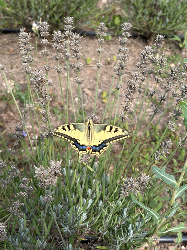 Old World Swallowtail