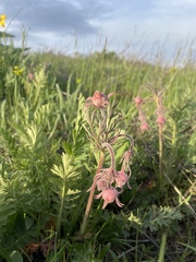 Geum triflorum