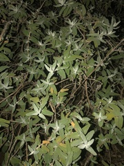 Buddleja salviifolia