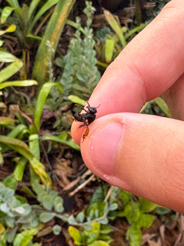 Spiny-legged Stingless bee