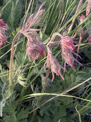 Geum triflorum