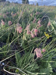 Geum triflorum