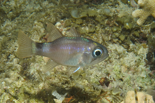 Nectamia bandanensis observed 2026-07-13