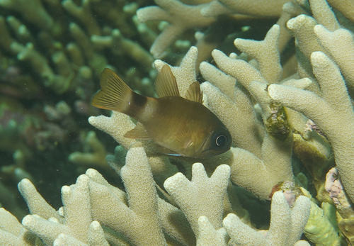 Nectamia bandanensis observed 2026-07-21