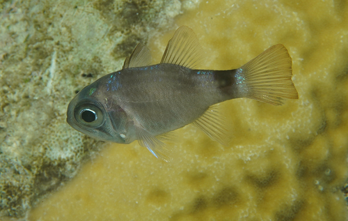 Banda cardinalfish (Nectamia bandanensis) — Apogonidae — 2