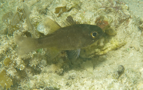 Nectamia fusca observed 2026-07-17