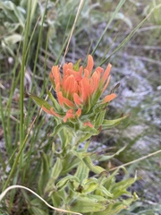 Castilleja hispida