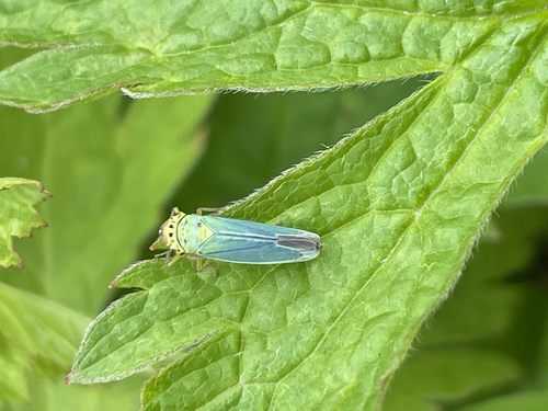 Green Leafhopper