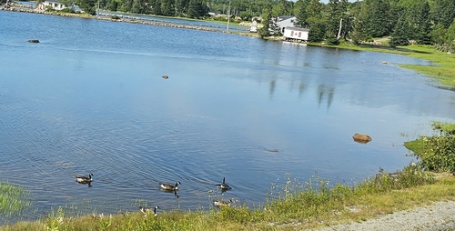 Canada Goose