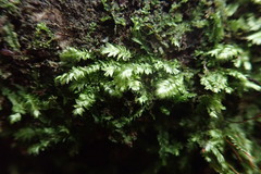 Plagiothecium laetum