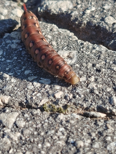Bedstraw Hawkmoth