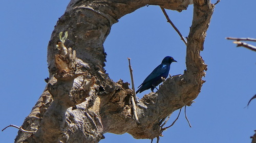 Greater Blue-eared Starling
