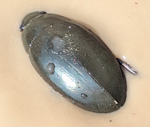 Giant Water Scavenger Beetle