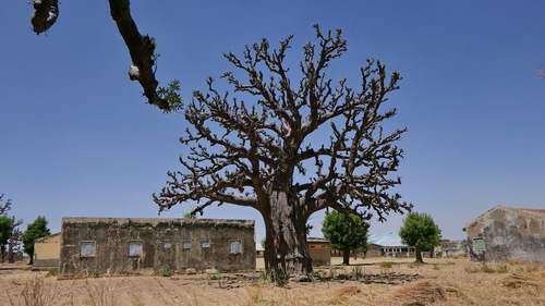 African baobab