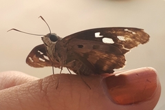 Polygonus leo pallida