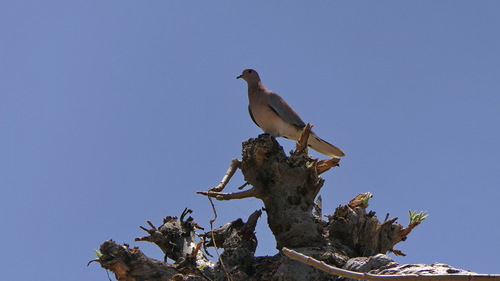 Laughing Dove