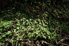 Plagiothecium laetum