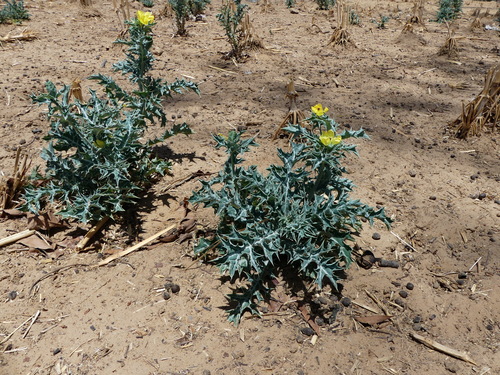 Mexican prickly poppy