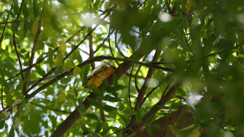 Village Weaver
