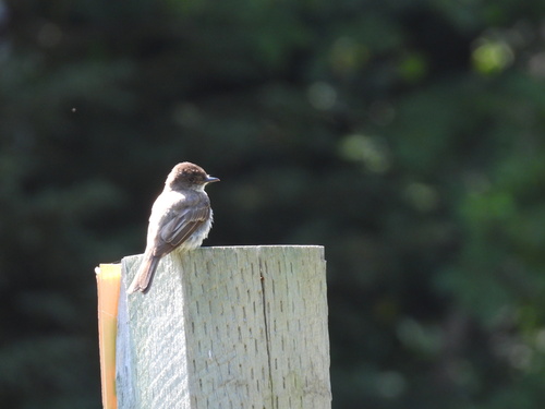 Eastern Phoebe