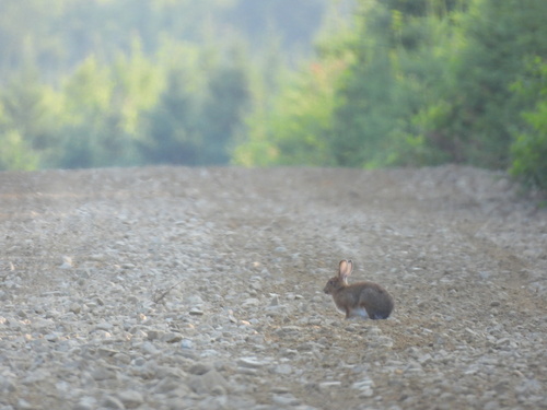 Snowshoe Hare