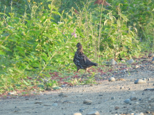 Ruffed Grouse