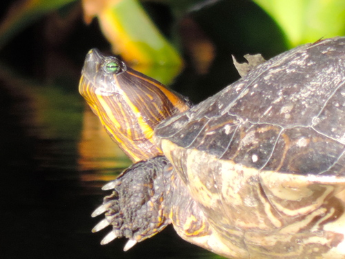 Trachemys ornata