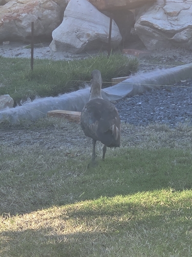 iNaturalist image