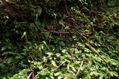 Plagiothecium laetum