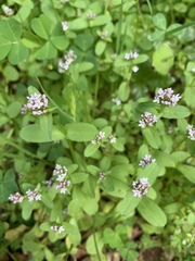 Plectritis congesta
