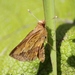 Chondrolepis niveicornis - Photo (c) Lauren Steyn,  זכויות יוצרים חלקיות (CC BY-NC-ND), הועלה על ידי Lauren Steyn