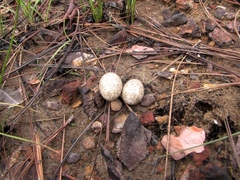 Chordeiles acutipennis