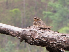 Chordeiles acutipennis