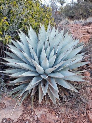 Agave parryi